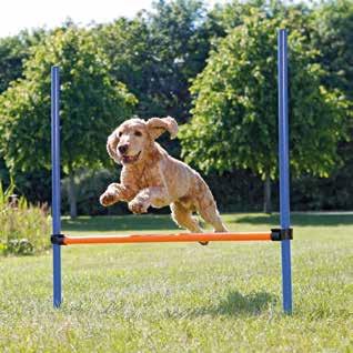 FART, FLÄKT OCH HÖGRE HÖJDER! Se demofilmen! Stärk förtroendet och samspelet mellan dig och din hund med gemensamma aktiviteter i form av agility!