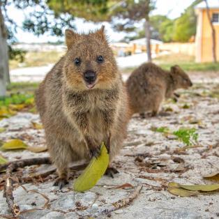 Turen avslutas vid flodens mynning och mysiga hamnstaden Fremantle där vi tar en promenad innan lunchen.