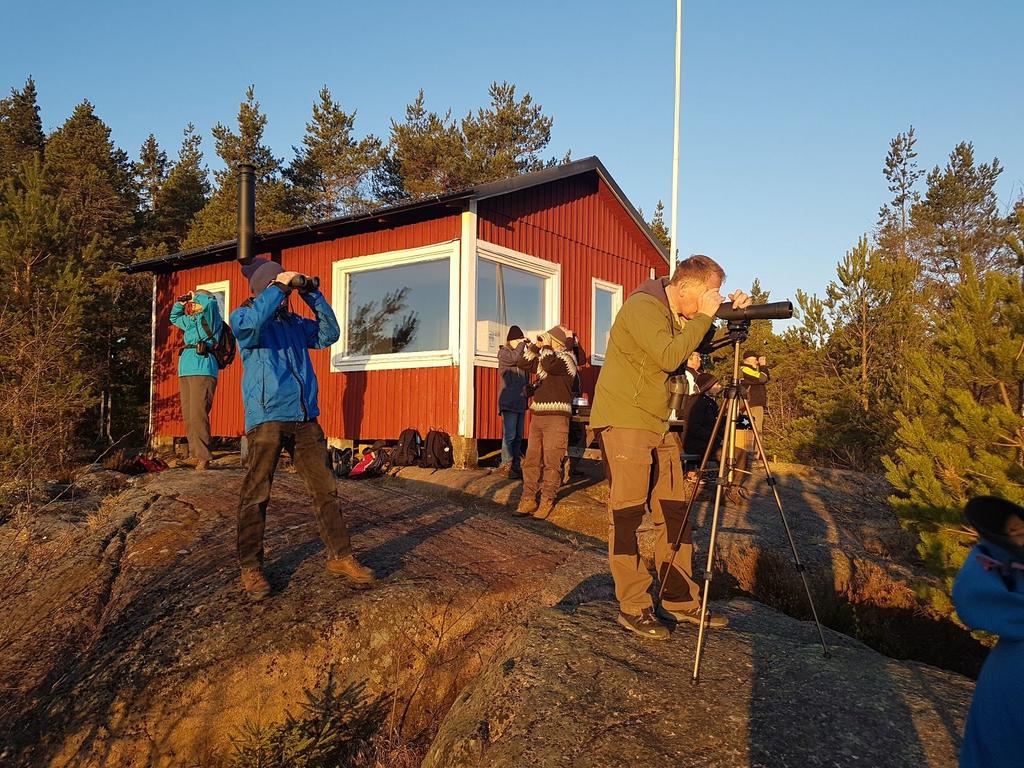 Senare under våren gjorde morgonpigga sengångare en tur till Kärnskogsmossen för att titta på Orrspel.