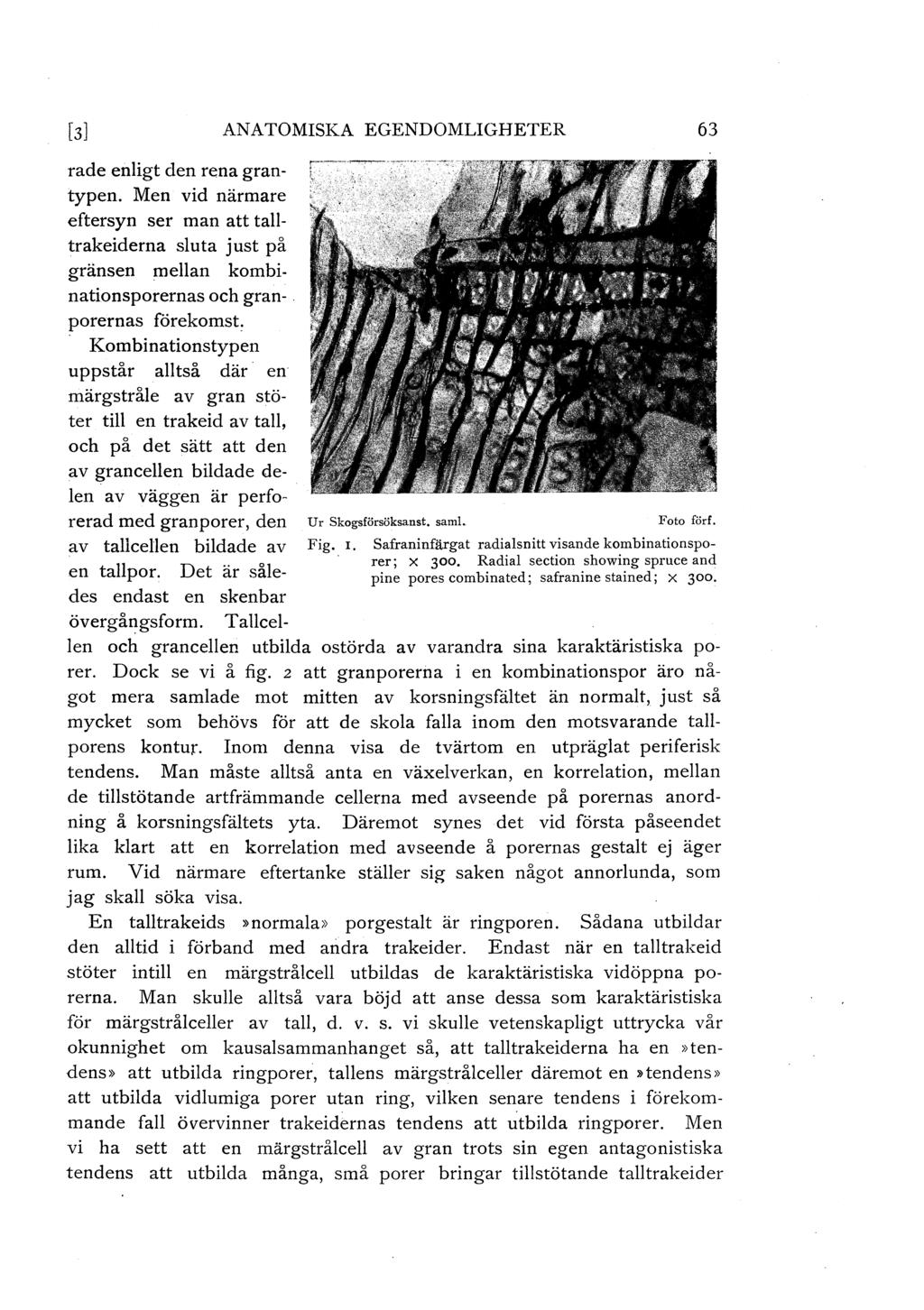[3] ANATOMISKA EGENDOMLIGHETER 63 rade enligt den rena grantypen. Men vid närmare eftersyn ser man att talltrakeiderna sluta just på gränsen mellan kombinationsporernas och gran-.