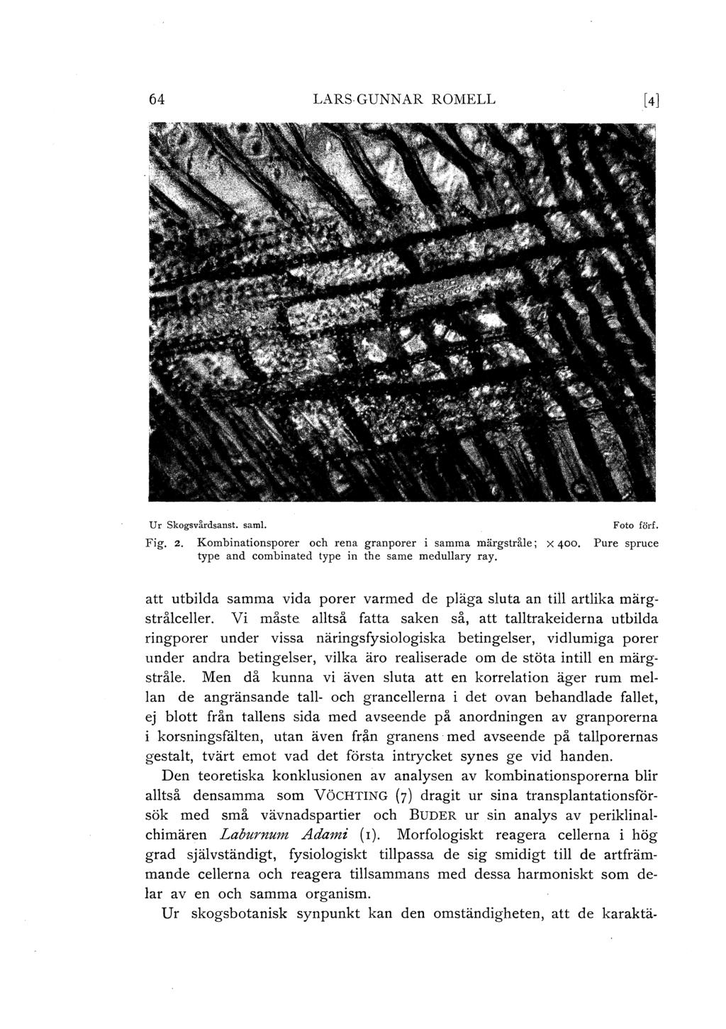 64 LARSGUNNAR ROMELL [4] U r Skogsvårdsanst. sam l. Foto förf. Fig. 2. Kombinationsporer och rena granporer i samma märgstråle; x 400, Pure spruce type and combinated type in the same medullary ray.