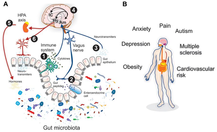 Inflammation systemisk samspel Diet Antibiotika