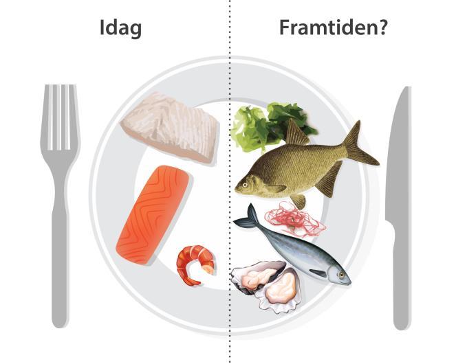 Den svenska konsumtionen av fisk Genomsnittlig konsumtion 1,4/vecka (Livsmedelsverkets rekommendation 2-3/vecka) Intresset för nya fiskarter ökar 4
