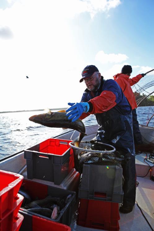 Tiraholms fisk Hallands län