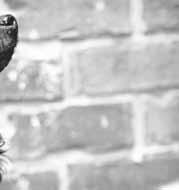 Auch wenn dieser Lebensabschnitt für viele Menschen eher ein Unruhezustand ist, mangelt es doch vielen an Bewegung. Ein hervorragender Fitnesspartner ist ein Hund.