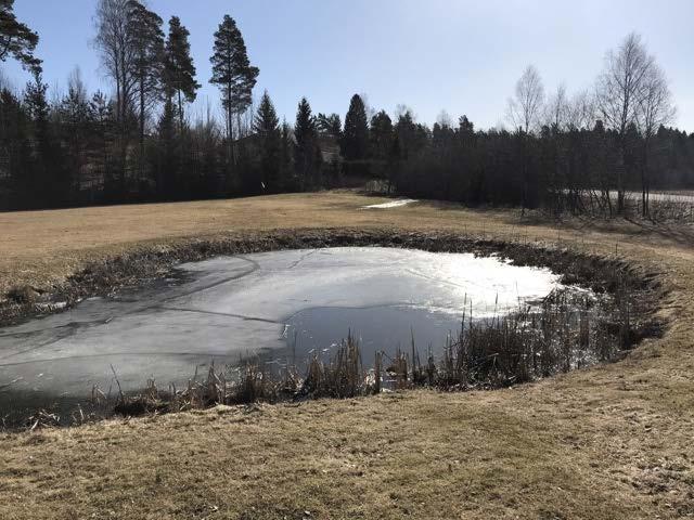 Ersätt Ersätt med med sidhuvud Anlagd damm på golfbanan (lokal 4) Den anlagda dammen på golfbanan (figur 4 och 5) var vegetationsrik, solexponerad och vattenhållande.