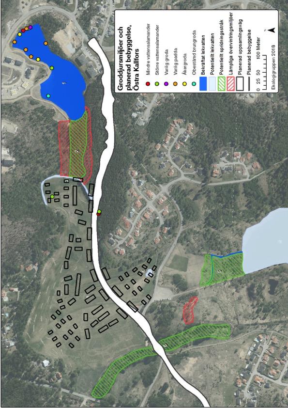 Figur 7. Kartan visar fynden av groddjur, groddjursmiljöer, den i tidigt skede föreslagna bebyggelsen för Kallfors Ängar och uppsamlingsvägen.