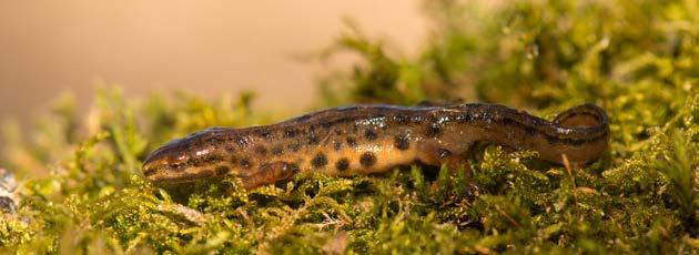 Mindre vattensalamander (Lissotron vulgaris) En upp till 10 cm lång gråbrun salamander med mörkt gråaktiga fläckar som under leken framträder tydligare.