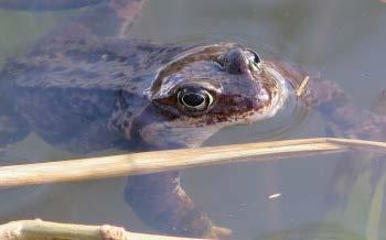 Åkergroda (Rana arvalis) Åkergrodan är en upp till åtta centimeter stor groda som har en spetsig nos med mörk ansiktsmask. Färgen varierar från brunt till brungult.