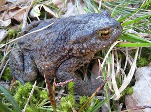 Vanlig groda (Rana temporia) Den vanliga grodan är en upp till elva centimeter stor groda med trubbig nos och mörk ansiktsmask.