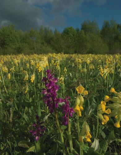 Floran i ängen Ängen fagas tidigt på våren då man plockar upp nedfallna grenar och