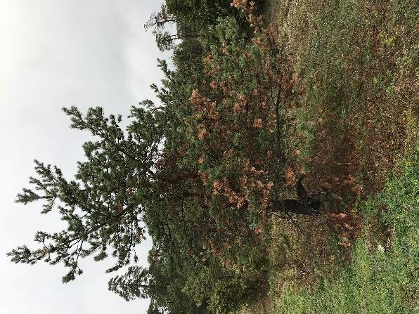 Skogsstyrelsen 5(9) Fårö, oktober 2018 Diplodia påträffad på tallskott. Oklart om de bruna skotten orsakats av torkan sommaren 2018 och vilken roll Diplodia har.