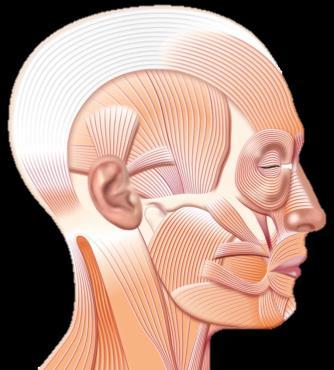 Occipitalis: 6 x 5 U* Corrugator: 2 5 U Cervical paraspinals: 4