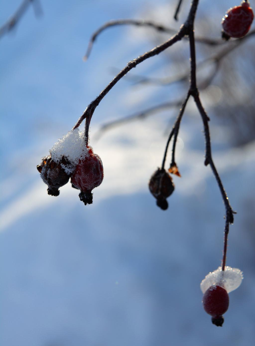 MÖTESPLATS KONTAKTBLAD December 2018 - Februari 2019 Nr 4 Årg.