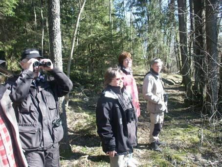 4 Fåglar Pilgrimsfalken har kommit! Pilgrimsfalken har anlänt.