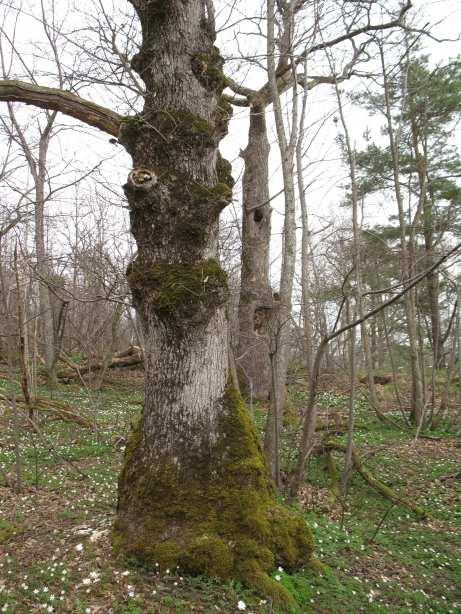 Naturvärdesbjektet tillhör biotopgruppen Skog och träd.