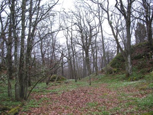 Bedömning och rekommendationer Skogen i denna del är relativt ung med inslag av äldre träd. Lind är en signalart.