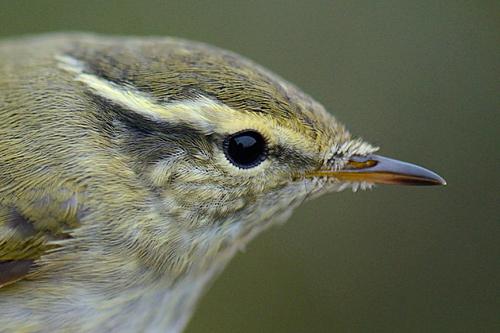 hann stänga näten), och flera hundra kungsfåglar fick släppas omärkta. Ringdebaclet till trots märktes 1165 fåglar under lördagen, vilket är ett nytt rekord för en dag. 994 av dessa var kungsfåglar.