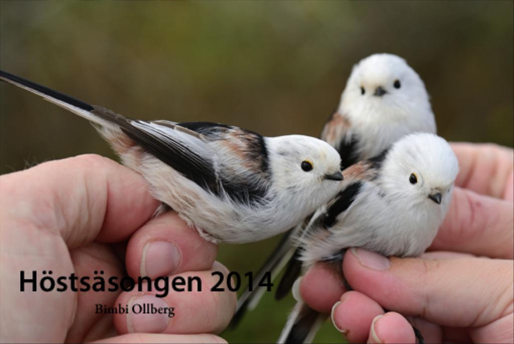 Stjärtmesar, fågeln som vinner pris som höstens sötaste! Foto: Magnus Martinsson 339 fåglar märktes med lövsångare i topp (124) och ärtsångare som god tvåa (62).