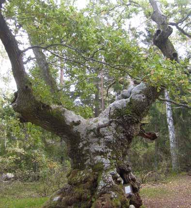 APRIL INVIGNING 20 APRIL 12:00 Invigninscermoni med invigning av det nya naturum Trollskogen 12:30-17:00 naturum Trollskogen öppet Program finns på webben!