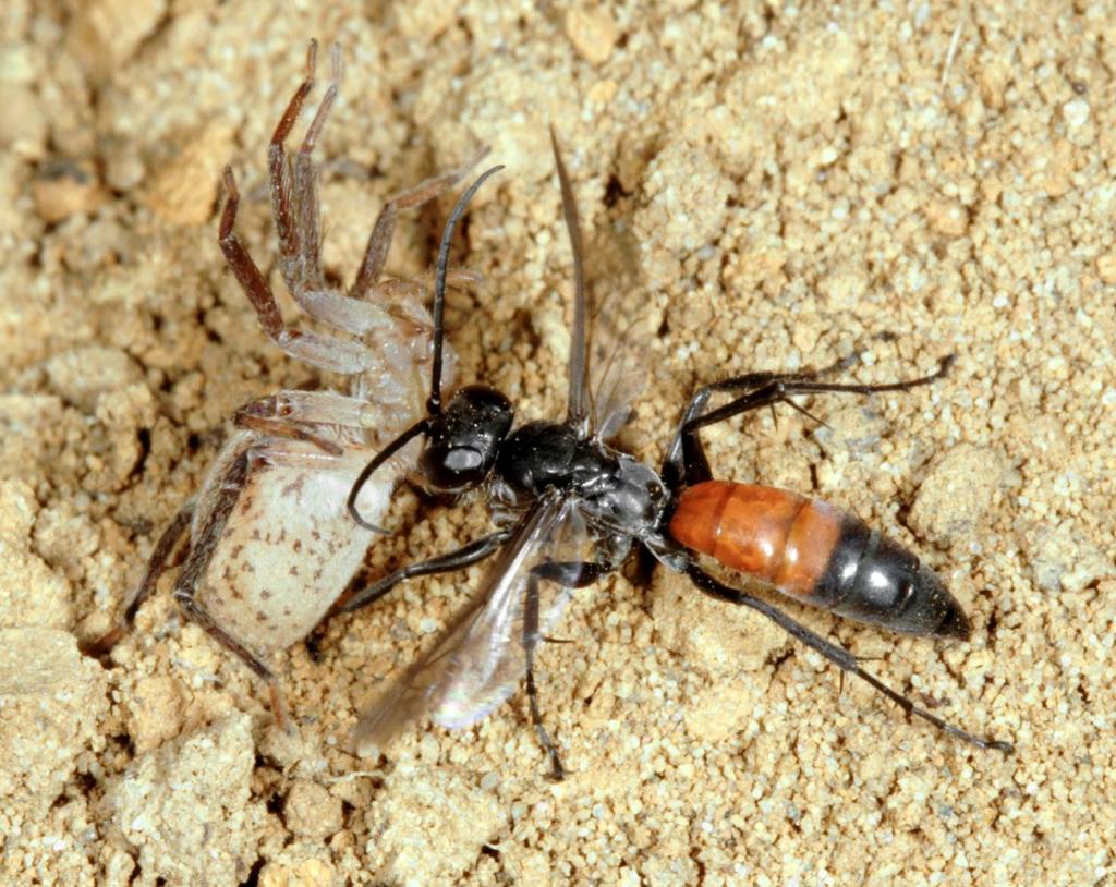 grävstekel F9 Arachnospila