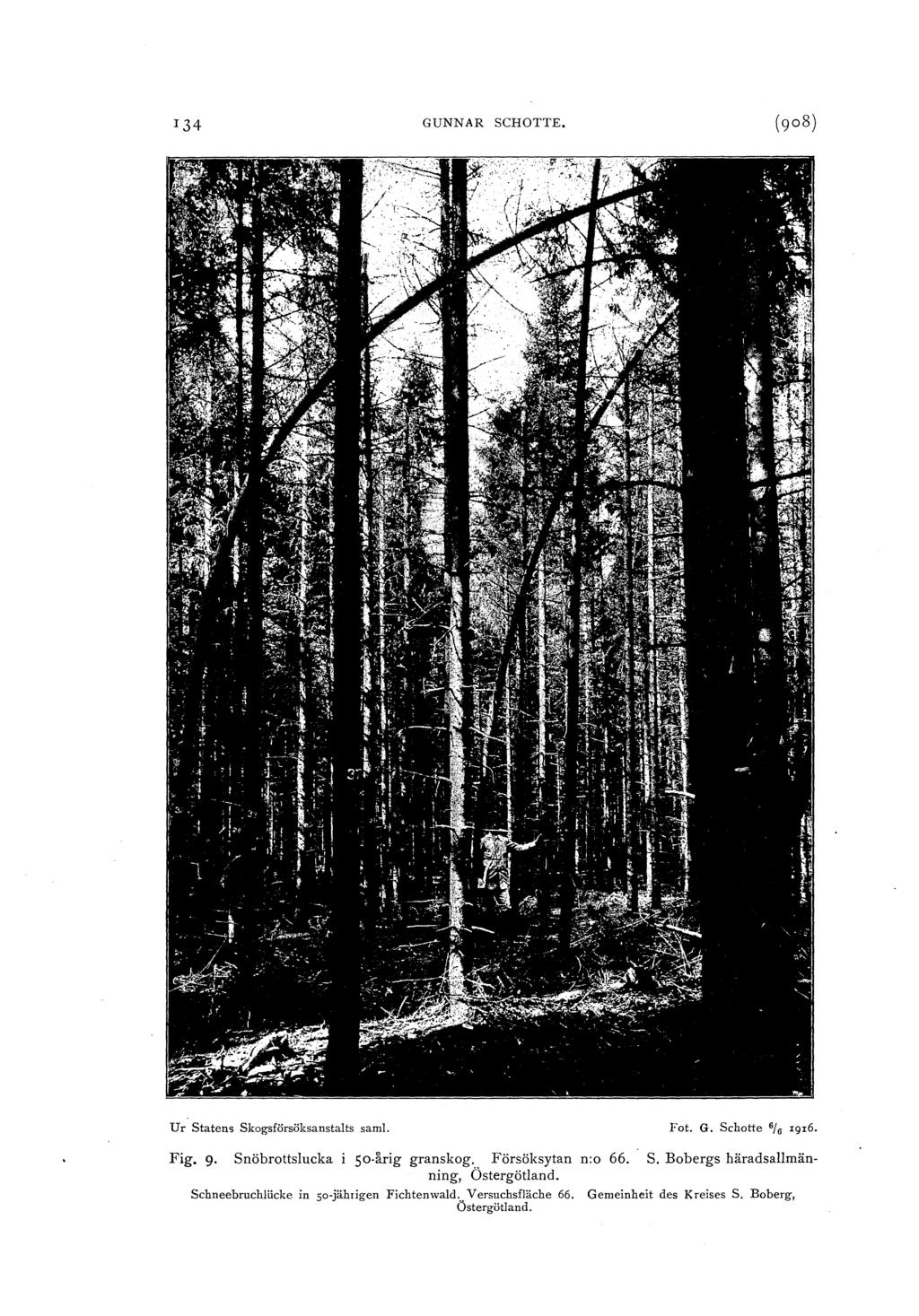 13 GUNNAR SCHOTTE. Ur Statens skgsförsöksanstats sam. Ft. G. Schtte 6J. rgr6. Fig. 9 Snöbrttsucka i s årig granskg. Försöksytan n: 66. S. Bbergs häradsamän ning, Östergötand.