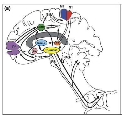 4 (Apkarian et al Eur J Pain