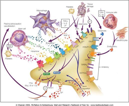 9 By courtesy of CMA Microdialysis AB Enskilda molekyler