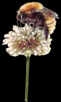 Vilda pollinerare Extra blommor inom eller runt grödor