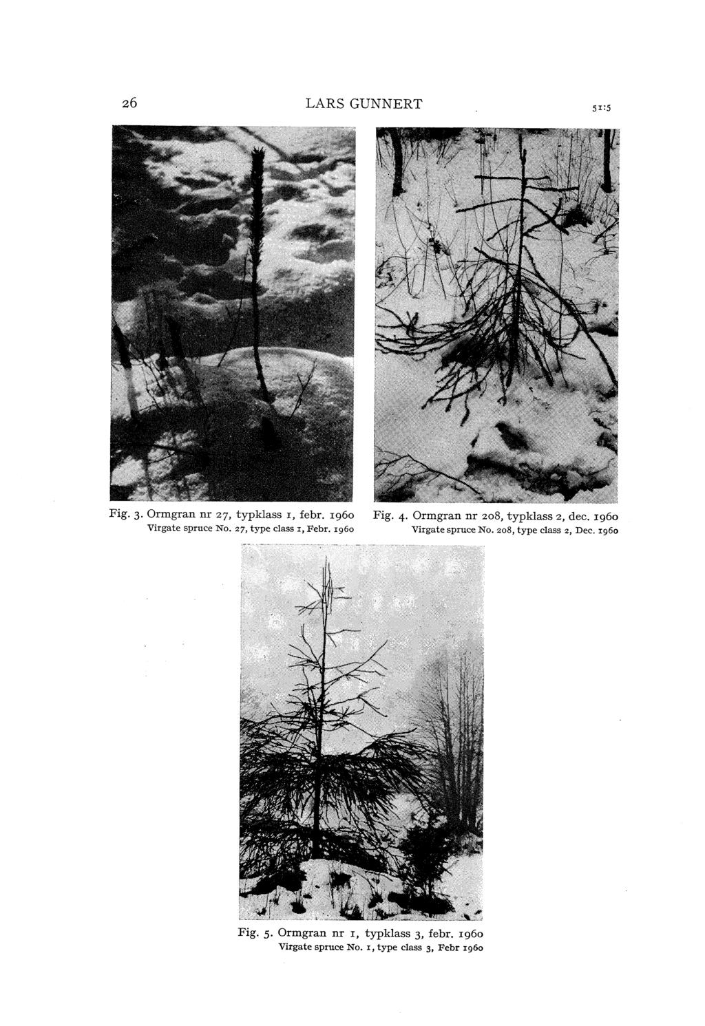 z6 LRS GUNNERT sr:s Fig. 3 Ormgran nr 27, typkass I, febr. Ig6o Virgate spruce No. 27, type dass r, Febr. rg6o Fig.