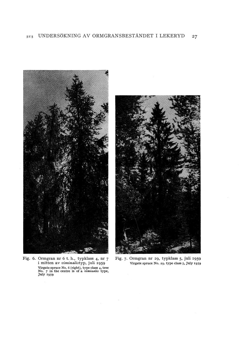 s1:s UNDERSöKNING V ORMGRNSBESTNDET I LEKERYD 27 Fig. 6. Ormgran nr 6 t. h., typkass 4, nr 7 Fig.