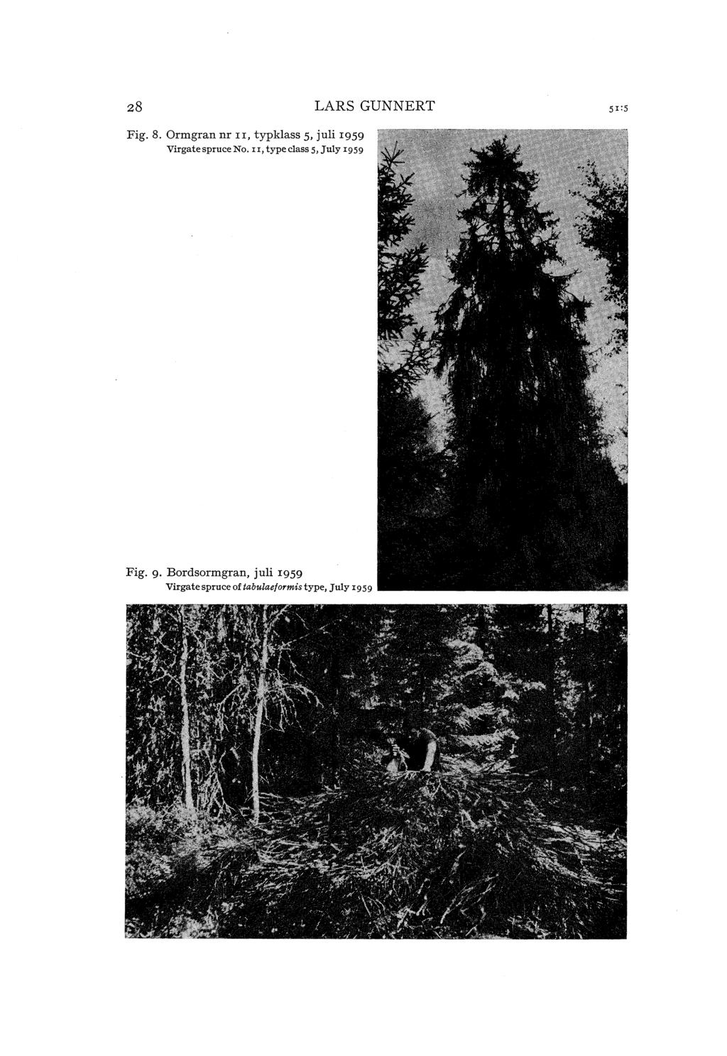28 LRS GUNNERT Fig. 8. Ormgran nr II, typkass 5, jui 1959 Virgatespruce No.