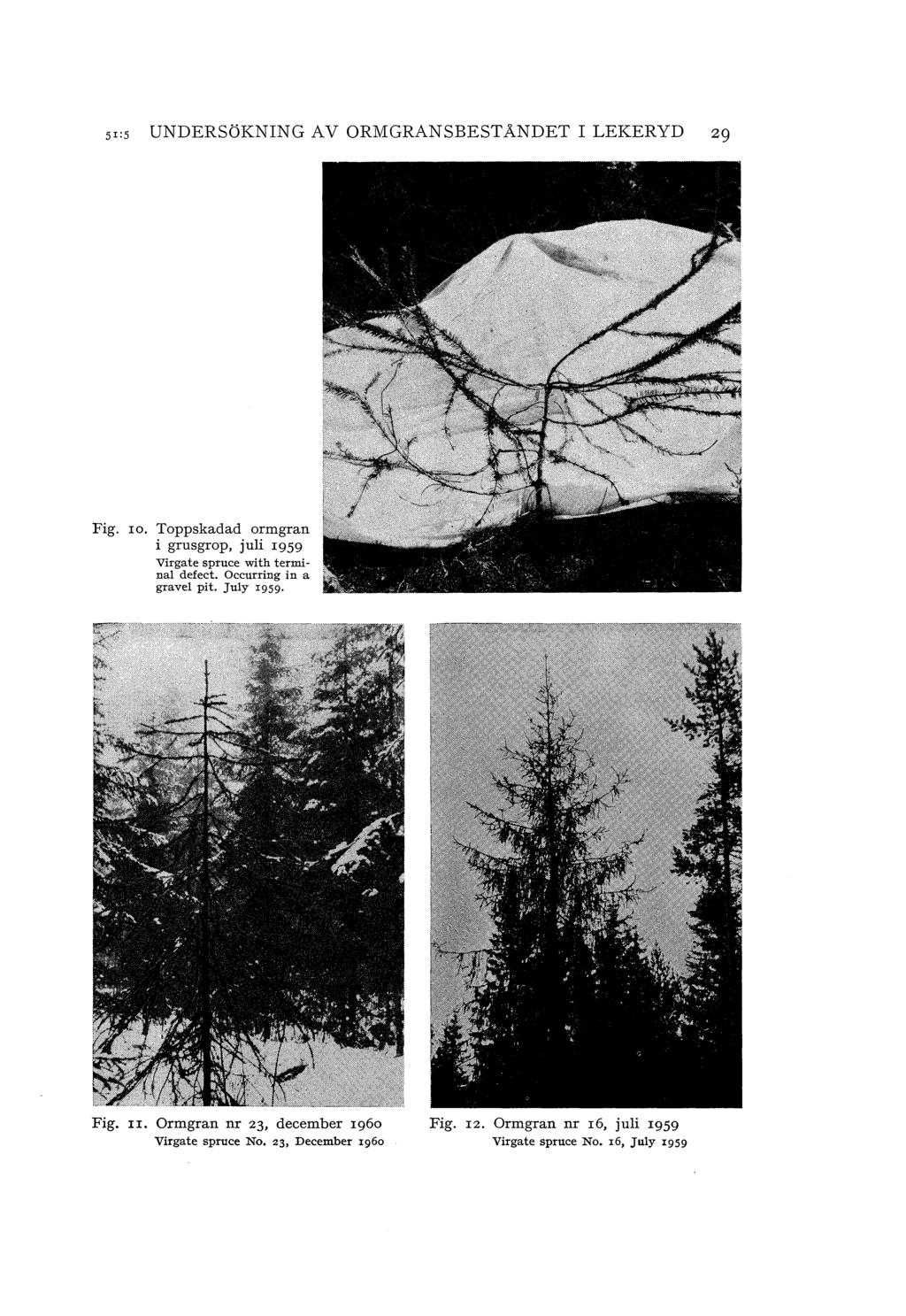 5r:5 UNDERSöKNING V ORMGRNSBESTÅNDET I LEKERYD zg Fig. ro. Toppskadad ormgran i grusgrop, jui 1959 Virga te spruce with termina defect.