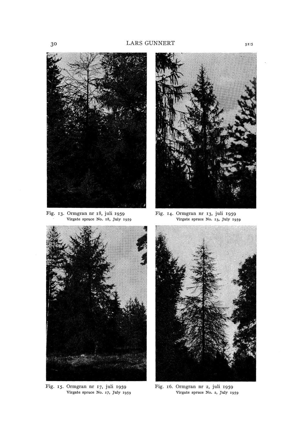 30 LRS GUNNERT Fig. 13. Ormgxan nr 18, jui 1959 Virgate spruce No. x8, Juy I9S9 Fig. 14. Ormgxan nr 13, jui 1959 Virgate spruce No.