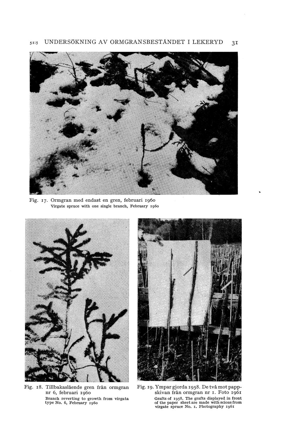 sr:s UNDERSÖKNING V ORMGRNSBESTNDET I LEKERYD 31 Fig. 17. Ormgran med endast en gren, februari rg6o Virgate spruce with one singe branch, February rg6o Fig. r8.