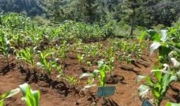 regions 4 BC rates x 2 fertilizer rates =