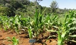 Eastern Feedstock Maize stover+cob Coffee