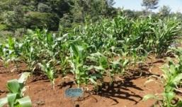 Fertilized Grain yield (Mg ha 1 ) 8 7 6 5