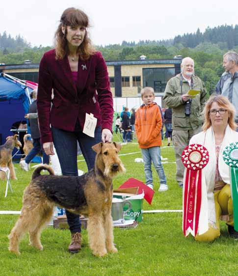 AiredaleTerriern Medlemstidning för AiredaleTerrierGillet Nr 3 2015 SE JW-13 SE UCh Katusha Sandale from Ospern blev BIS vid vår