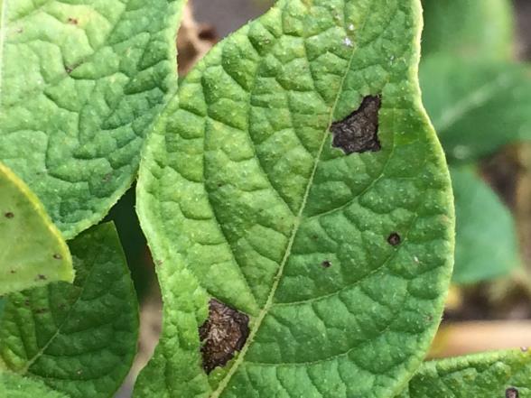 Torrfläcksjuka (Alternaria spp.) Alla Alternaria-liknande fläckar är inte Alternaria solani.