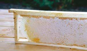 Smaken och aromen varierar men härrör från honungens växtursprung.