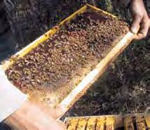 1 Finns det för varje tillfälle dokumenterat då inköp av honung från andra företag eller personer för vidareförsäljning har skett? 7.