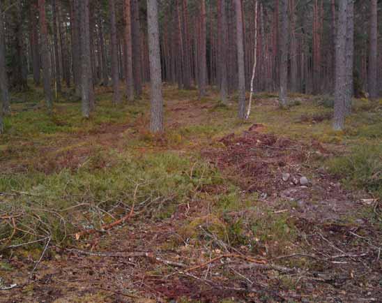 Arkeologi på Hornslandet Särskild utredning, steg 2 2010 Del av fastigheten Horn 1:618 i Västrum