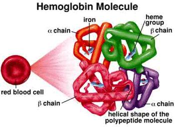 Innefattar alla ärftliga tillstånd som leder till syntes av strukturellt abnormt hemoglobin o/e minskad syntes av en globinkedja Kan leda till mikrocytos, anemi,