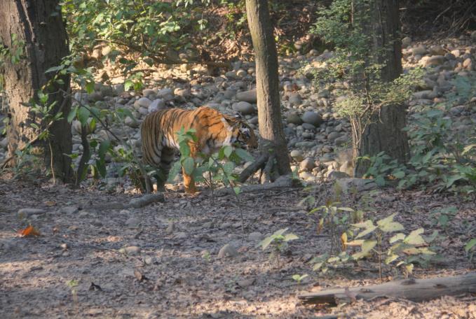Därefter till andra delar av Bijrani för att på nytt spåra tiger, läppbjörn och leopard. ÖVERNATTNING TIGER CAMP DAG 05.