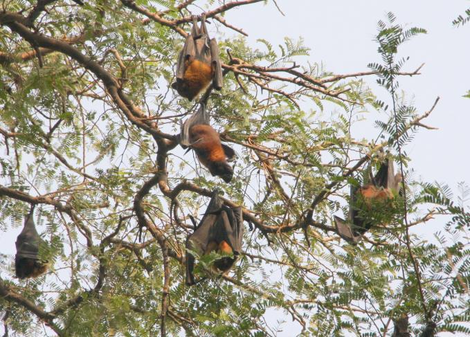 Dagtid hänger de helt synligt i vår trädgård. ÖVERNATTNING CHAMBAL LODGE 04 bilder ovan; Foto: Kjell Borneland DAG 09.