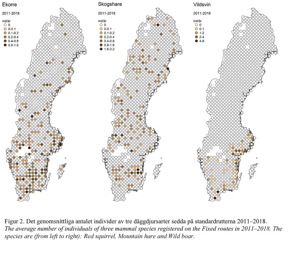 På standardrutterna sågs minst ett däggdjur på 85 av de 5 rutterna (57 %). Totalt sågs 5 djur av 7 arter på linjerna.