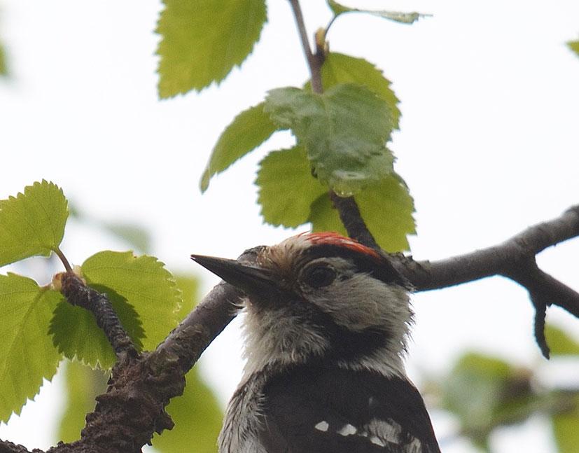 Pärluggla. Hyfsade antal med ropande pärlugglor hördes under säsongens inledning från norra och västra Svealand och norrut.