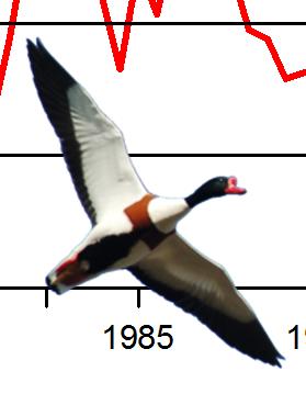 Figur. forts. Populationstrender för 9 arter. Species indices (cont.). Knipa, Bucephala clangula (7,., ***; 78, -., NS; 95, -., **) 5 Alfågel, Clangula hyemalis (58, -.5, *; -, -, -; 9, -.