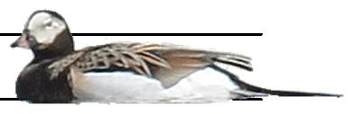 , *;, -.5, ***; 9, -.6, *) Småskrake, Mergus serrator (96,, NS; 78, -., NS; 7, -.9, *) 6 975 985 995 5 5 975 985 995 5 5.5 Storskrake, Mergus merganser (6,.7, ***;,.6, NS;,., NS).
